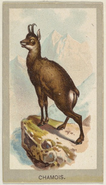 Chamois, from the Animals of the World | Free Photo - rawpixel