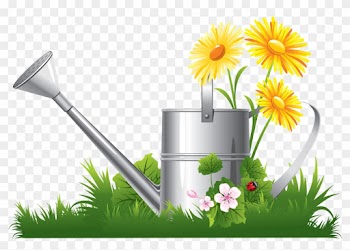 Chamomile Clip Art - Spring Flower Clipart Png