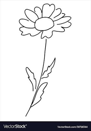 chamomile in doodle style