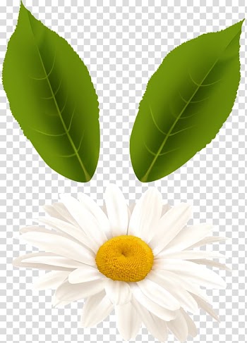 Chamomile Leaf Chrysanthemum, Chamomile leaves transparent background PNG clipart
