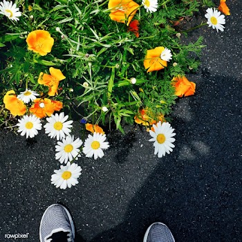Chamomile spring abstract | Free stock photo - 68043