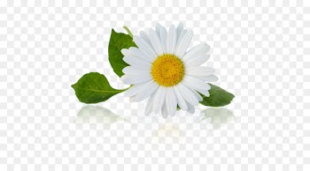 Chamomile Stock photography Royalty-free - chamomile 