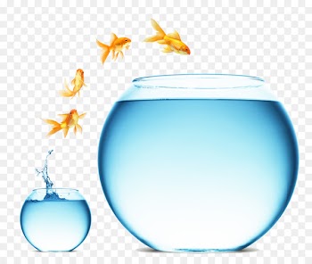 Change management Digital marketing Business Service - Fish goldfish 