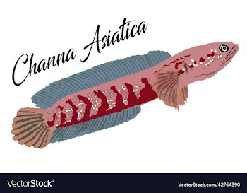 channa asiatica