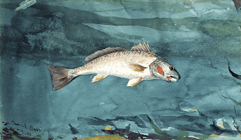 Channel Bass (1904) by Winslow | Free Photo - rawpixel