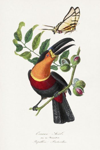 Channel billed toucan bird painting, | Free Photo Illustration - rawpixel