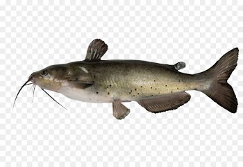 Channel catfish Stock photography Royalty-free - HD sea fish 