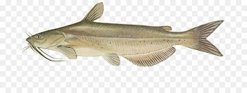 Channel catfish United States of America Black bullhead - electric catfish species 