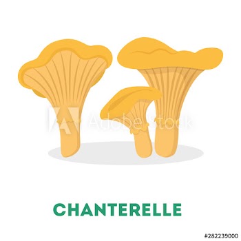 Chanterelle mushroom
