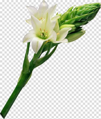 Chapters and verses of the Bible Gods Word Translation John 11 Prayer, White lily transparent background PNG clipart
