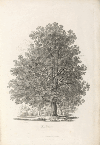 Characters of trees (1817) print | Free Photo - rawpixel