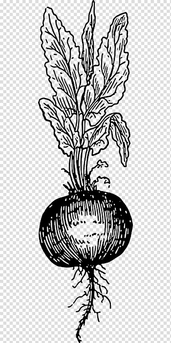 Chard Beetroot Drawing Vegetable, beetroot transparent background PNG clipart