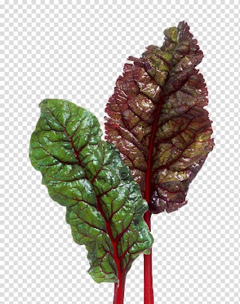 Chard Beetroot Vegetable, Beet leaves transparent background PNG clipart