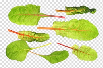 Chard Sugar beet Mangelwurzel Sea beet Beetroot, Beet leaves transparent background PNG clipart