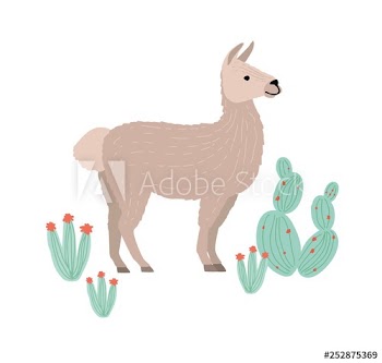 Charming llama, cria or alpaca isolated on white background
