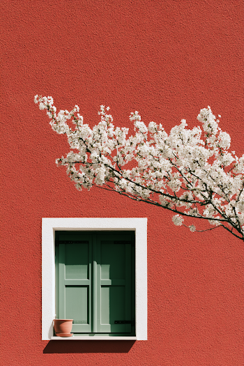 Charming Outdoor Scene with Cherry Blossoms and Red Wall