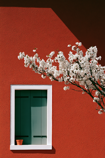 Charming Outdoor Scene with Cherry Blossoms and Red Wall