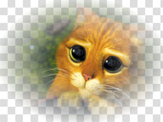 Chat potté