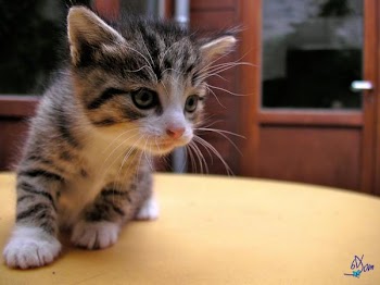chats_et_mulots-35.jpg
