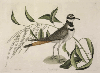 Chattering Plover (1731&ndash;1743) in high | Free Photo - rawpixel
