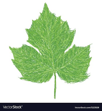 Chaya leaf vector image