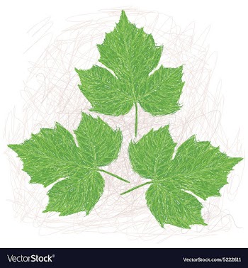 Chaya leaves vector image