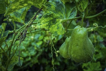 Chayote fruit growing on a tree. | Free Photo - rawpixel