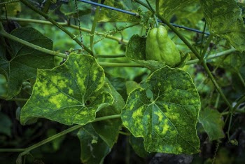 Chayote fruit growing on a tree. | Free Photo - rawpixel