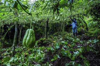 Chayote in forest, Malico, Nueva | Free Photo - rawpixel