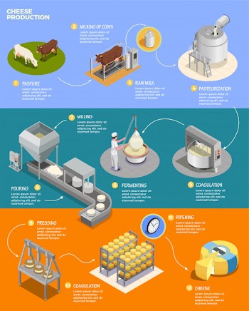 Cheese production isometric infographics layout with eleven phases of cheese preparation from raw milk Free Vector