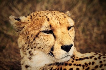 Cheetah