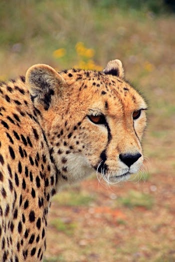 Cheetah Against Blurred Background