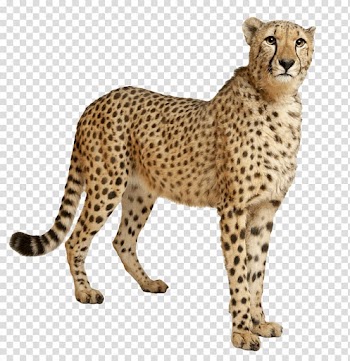 Cheetah animal, Cheetah Still transparent background PNG clipart