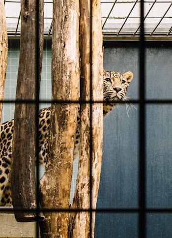 cheetah behind brown tree inside cage