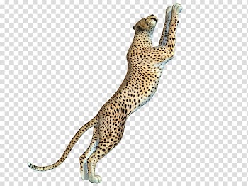 Cheetah , cheetah animal transparent background PNG clipart