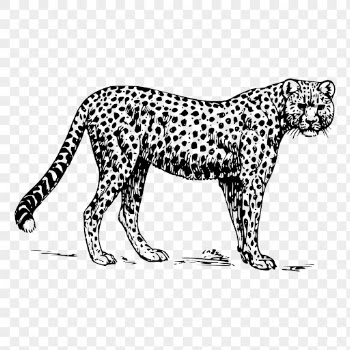Cheetah drawing png, wild animal | Free PNG - rawpixel