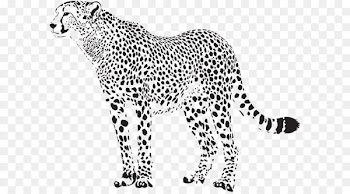 Cheetah Felidae Leopard Clip art - Cheetah Silhouette PNG Transparent Clip Art Image 
