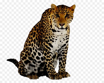 Cheetah Image Leopard Desktop Wallpaper Download -  