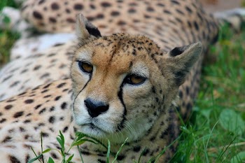 Cheetah in Green Grass Field