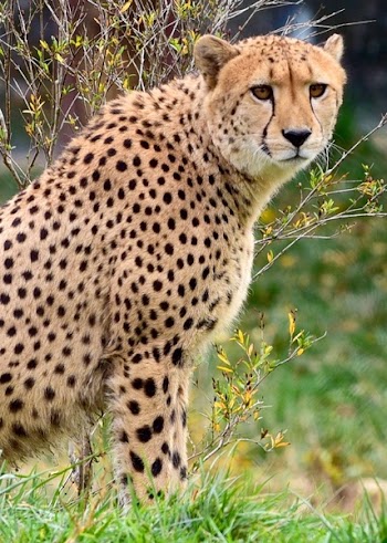 Cheetah in Green Grass Lawn