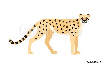 Cheetah isolated on white background