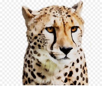 Cheetah Jaguar Big cat Whiskers -  