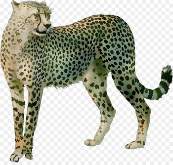 Cheetah Leopard Big cat Terrestrial animal -  