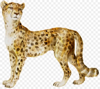 Cheetah Leopard Big cat Whiskers -  