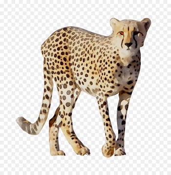 Cheetah Leopard Cat Animals of Africa (Paperback Set Of 10) Terrestrial animal -  