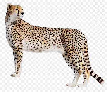 Cheetah Leopard Cat Black panther Tiger -  