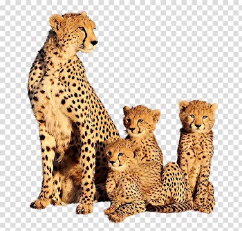 Cheetah Leopard Film Animal YouTube, A leopard transparent background PNG clipart