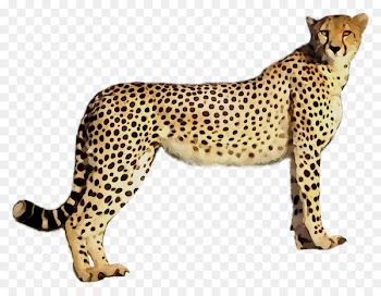 Cheetah Leopard Jaguar Cat Terrestrial animal -  