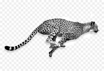 Cheetah Lion Cat Jaguar Portable Network Graphics - cheetah 