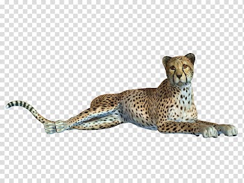 Cheetah , lioness animal transparent background PNG clipart